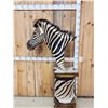 Image 5 : Beautiful Burchell's Zebra Pedestal Taxidermy Mount