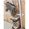 Image 6 : Beautiful Burchell's Zebra Pedestal Taxidermy Mount