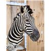 Image 7 : Beautiful Burchell's Zebra Pedestal Taxidermy Mount