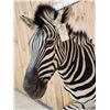 Image 8 : Beautiful Burchell's Zebra Pedestal Taxidermy Mount