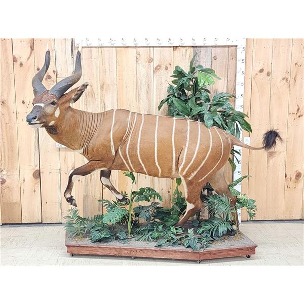 Spectacular African Bongo Antelope Full Body Taxidermy Mount