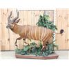 Image 1 : Spectacular African Bongo Antelope Full Body Taxidermy Mount