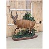 Image 2 : Spectacular African Bongo Antelope Full Body Taxidermy Mount
