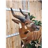 Image 4 : Spectacular African Bongo Antelope Full Body Taxidermy Mount