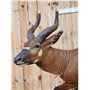 Image 5 : Spectacular African Bongo Antelope Full Body Taxidermy Mount