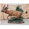 Image 6 : Spectacular African Bongo Antelope Full Body Taxidermy Mount