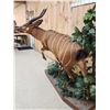 Image 7 : Spectacular African Bongo Antelope Full Body Taxidermy Mount