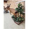 Image 8 : Spectacular African Bongo Antelope Full Body Taxidermy Mount