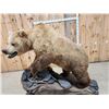 Image 18 : Gorgeous Boone & Crockett Recod Book Blonde Phase Alaskan Brown Bear Full Body Taxidermy Mount