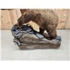 Image 19 : Gorgeous Boone & Crockett Recod Book Blonde Phase Alaskan Brown Bear Full Body Taxidermy Mount