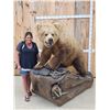 Image 1 : Gorgeous Boone & Crockett Recod Book Blonde Phase Alaskan Brown Bear Full Body Taxidermy Mount