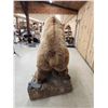 Image 20 : Gorgeous Boone & Crockett Recod Book Blonde Phase Alaskan Brown Bear Full Body Taxidermy Mount
