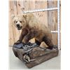 Image 2 : Gorgeous Boone & Crockett Recod Book Blonde Phase Alaskan Brown Bear Full Body Taxidermy Mount