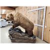 Image 4 : Gorgeous Boone & Crockett Recod Book Blonde Phase Alaskan Brown Bear Full Body Taxidermy Mount