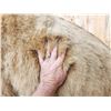Image 5 : Gorgeous Boone & Crockett Recod Book Blonde Phase Alaskan Brown Bear Full Body Taxidermy Mount