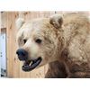 Image 7 : Gorgeous Boone & Crockett Recod Book Blonde Phase Alaskan Brown Bear Full Body Taxidermy Mount
