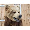 Image 8 : Gorgeous Boone & Crockett Recod Book Blonde Phase Alaskan Brown Bear Full Body Taxidermy Mount