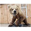 Image 9 : Gorgeous Boone & Crockett Recod Book Blonde Phase Alaskan Brown Bear Full Body Taxidermy Mount