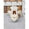 Image 1 : Boone & Crockett Recod Book Alaskan Brown Bear Skull Taxidermy