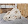 Image 6 : Boone & Crockett Recod Book Alaskan Brown Bear Skull Taxidermy