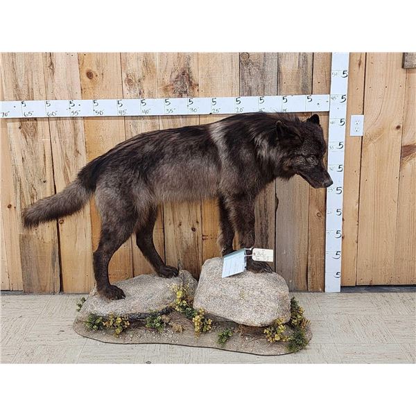 Alaskan Black Wolf Full Body Taxidermy Mount