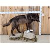 Image 1 : Alaskan Black Wolf Full Body Taxidermy Mount