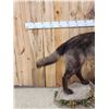Image 3 : Alaskan Black Wolf Full Body Taxidermy Mount