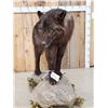 Image 4 : Alaskan Black Wolf Full Body Taxidermy Mount