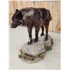 Image 5 : Alaskan Black Wolf Full Body Taxidermy Mount