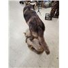 Image 6 : Alaskan Black Wolf Full Body Taxidermy Mount