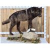 Image 7 : Alaskan Black Wolf Full Body Taxidermy Mount