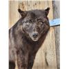 Image 8 : Alaskan Black Wolf Full Body Taxidermy Mount