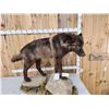 Image 9 : Alaskan Black Wolf Full Body Taxidermy Mount