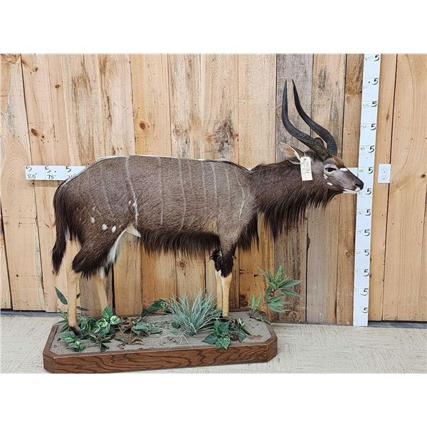 Extra Nice African Nyala Full Body Taxidermy Mount