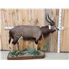 Image 1 : Extra Nice African Nyala Full Body Taxidermy Mount