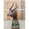 Image 4 : Extra Nice African Nyala Full Body Taxidermy Mount