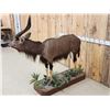 Image 5 : Extra Nice African Nyala Full Body Taxidermy Mount