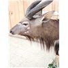 Image 6 : Extra Nice African Nyala Full Body Taxidermy Mount