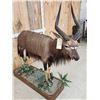 Image 8 : Extra Nice African Nyala Full Body Taxidermy Mount