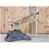 Image 1 : Spectacular Alaskan Wolf Full Body Taxidermy Mount