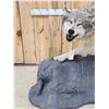 Image 3 : Spectacular Alaskan Wolf Full Body Taxidermy Mount