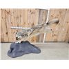 Image 4 : Spectacular Alaskan Wolf Full Body Taxidermy Mount
