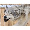Image 5 : Spectacular Alaskan Wolf Full Body Taxidermy Mount
