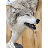 Image 7 : Spectacular Alaskan Wolf Full Body Taxidermy Mount