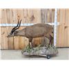 Image 1 : African Sitatunga Full Body Taxidermy Mount