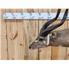 Image 2 : African Sitatunga Full Body Taxidermy Mount