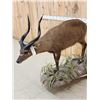 Image 4 : African Sitatunga Full Body Taxidermy Mount