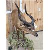 Image 5 : African Sitatunga Full Body Taxidermy Mount