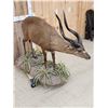 Image 6 : African Sitatunga Full Body Taxidermy Mount