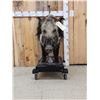 Image 1 : African Bush Pig Full Body Taxidermy Mount